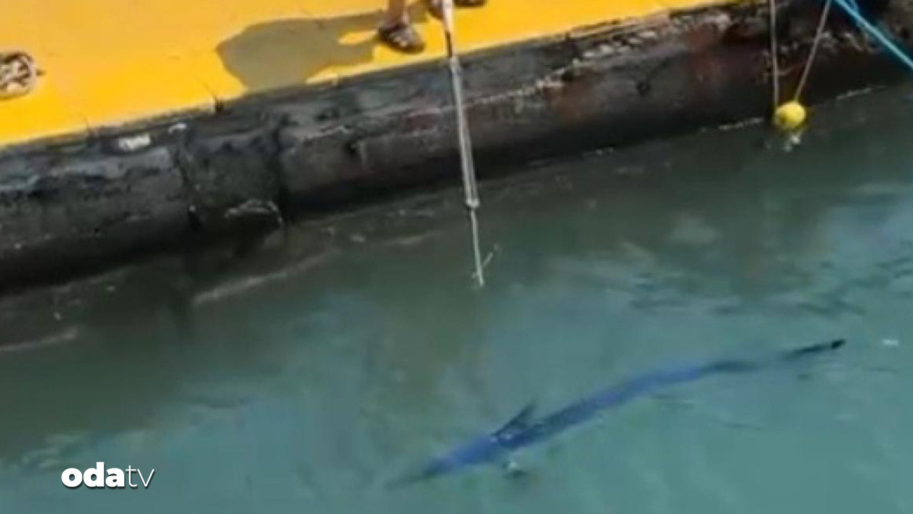 mavi yelken baligini vurana ceza dkhQvWQb