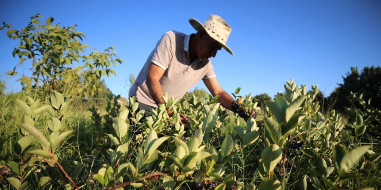 vefat eden esi hastayken bulamadigi urunun uretimine basladi tonlarcasini hasat etmeye basladi aJYM995e