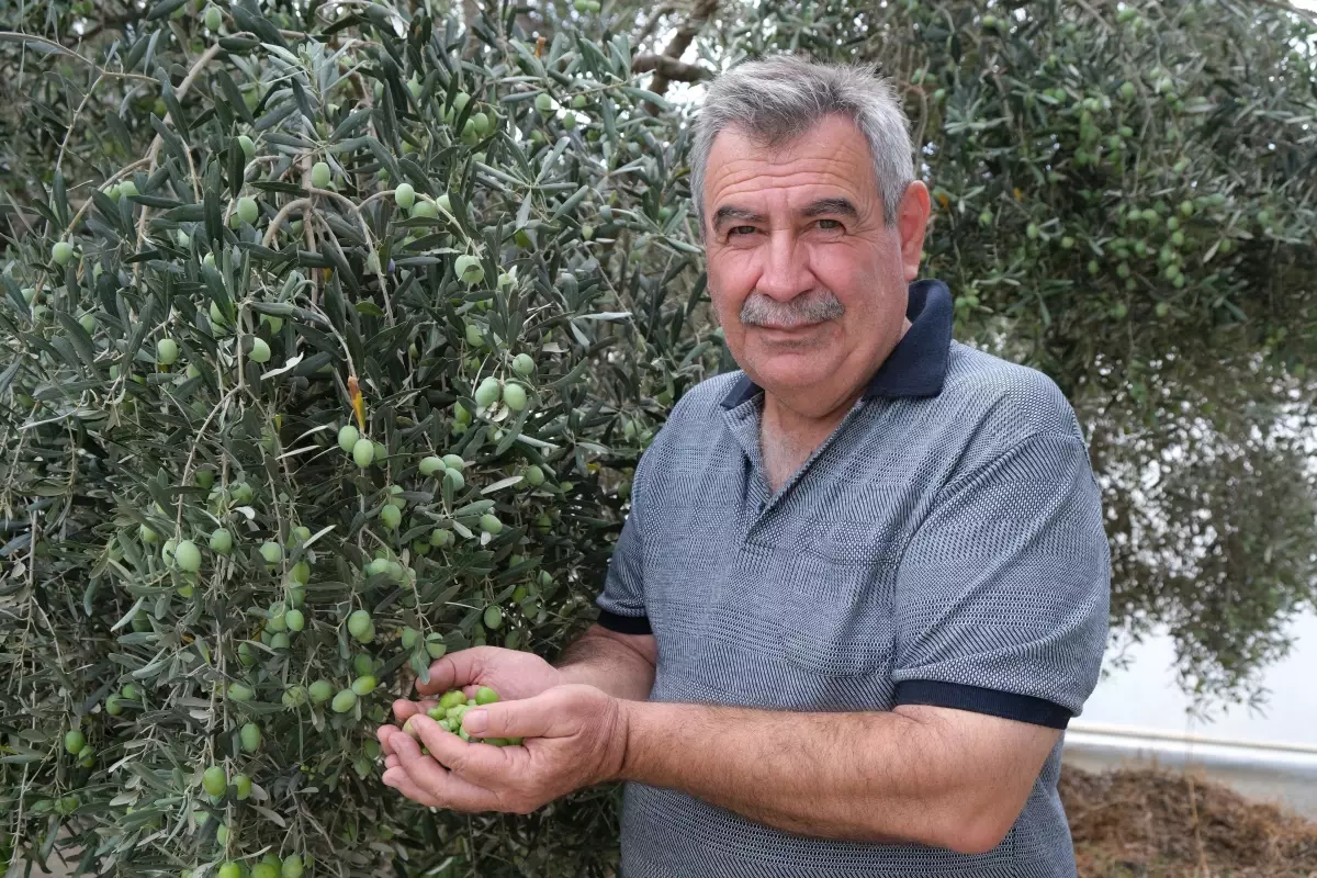 alanyada zeytin hasadi basladi rekolte yuzde 40 d dustu P1B1gZ1w.jpg