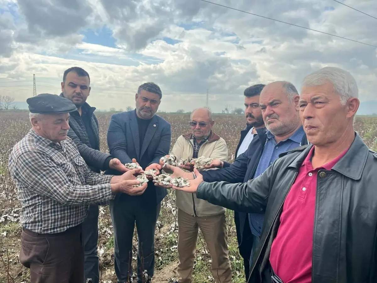 incirliovada dolu pamuk tarlalarina zarar verdi 3MzBrtLI.jpg