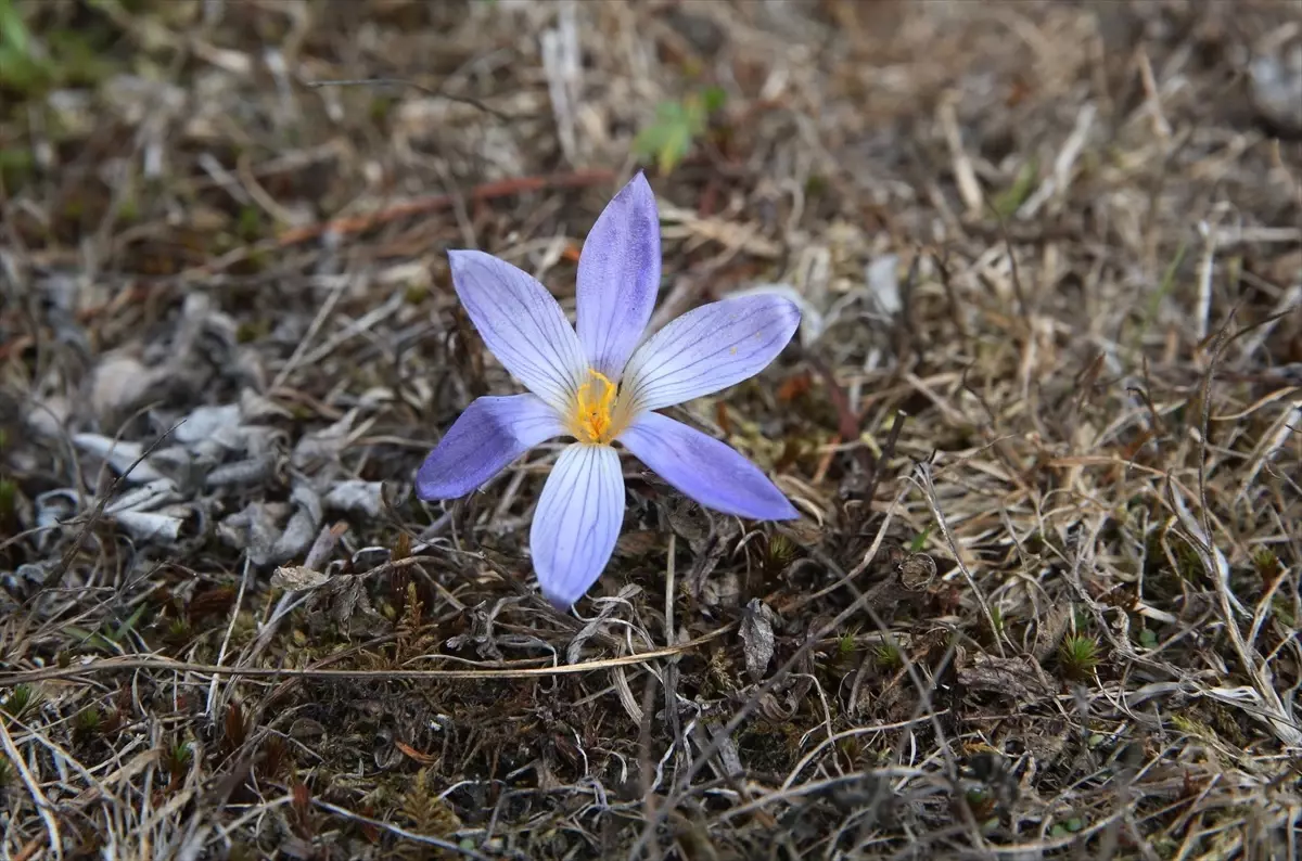 sonbaharin habercisi vargit cicekleri ilgaz dagini susluyor PAqUVt7g
