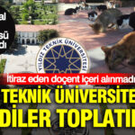 Yildiz teknik universitesinde kediler toplatildi itiraz eden docent iceri alinmadi F4lUaMQU
