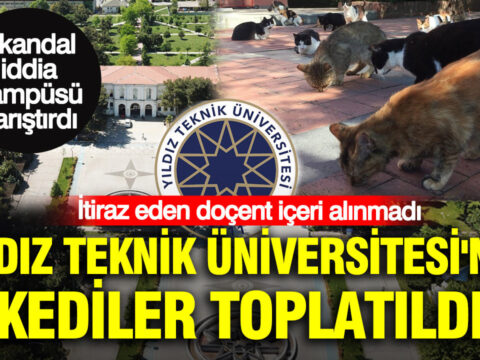 Yildiz teknik universitesinde kediler toplatildi itiraz eden docent iceri alinmadi F4lUaMQU